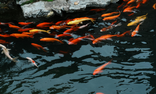 Koi fish